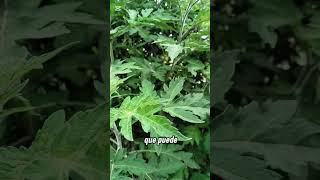 “🚨 La planta que todos tienen en el patio pero casi nadie reconoce 🌿”#Altamisa #PlantasMedicinales