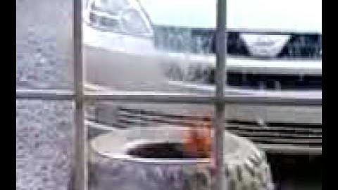 stupid bird hits window funny