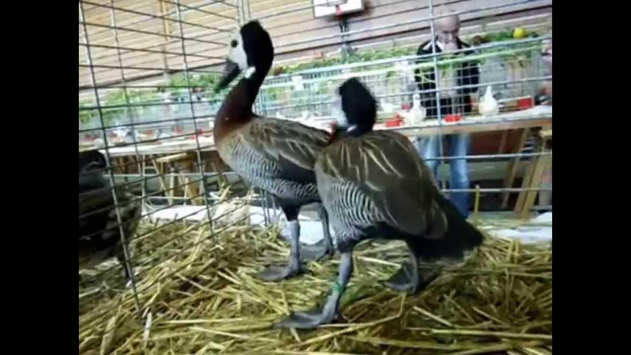 Witwenpfeifgans, Dendrocygne veuf, Dendrocygna viduata, Exposition Avicole Kembs 2014