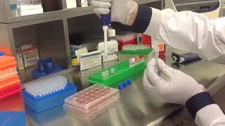 Altogen Biosystems In Vitro HuH 7 Transfection Tutorial