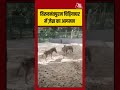तिरुवनंतपुरम चिड़ियाघर में ज़ेब्रा का आगमन #zebra #thiruvananthapuram #keralam #shorts