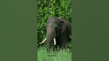 Thumbnail of Elephant stay alone try looking her friends group.#elephant #animallife #animals #nature