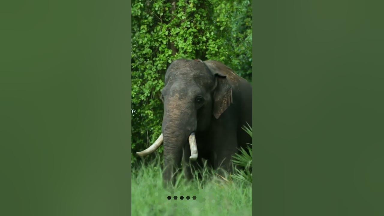 Elephant stay alone try looking her friends group.#elephant #animallife #animals #nature