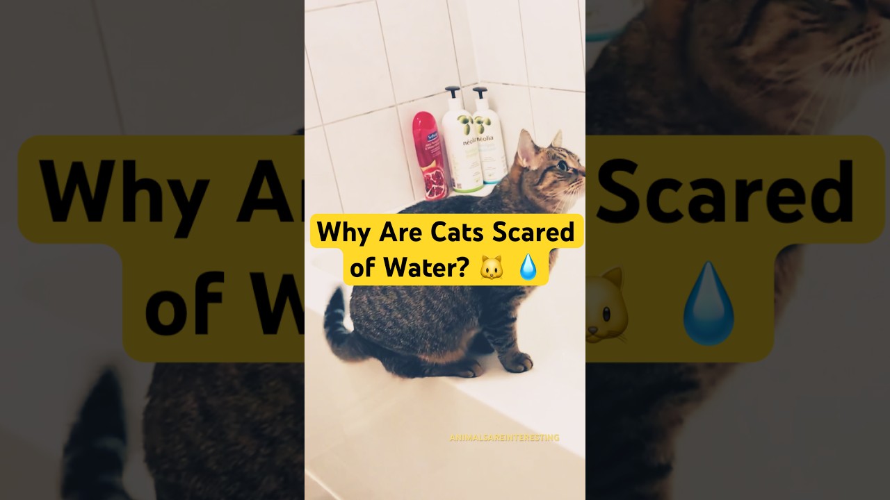 Why Are Cats Scared of Water? 🐱 💧