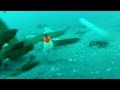 GoPro Hero 2: Bottom of the Ocean - Octopus on the Line - Raw Video