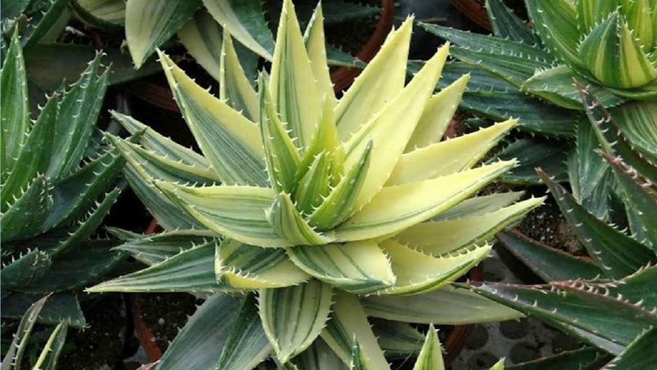Алоэ разные. Алоэ Митриформис Вариегата. Aloe variegata - алоэ вариегатное. Алоэ Нобилис Вариегата.