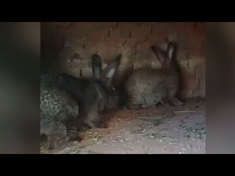 Video: Tavşanların Eşyaları Çiğnemesini Nasıl Durdurursunuz?
