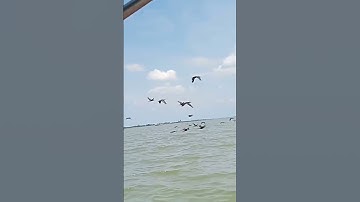 chạy theo còng cọc em nào rớt mình lụm nhé