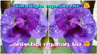 Isai Bogia Ngaran Nu Silik Silik Mato Nubutterlypeaflower clitoriafragrans