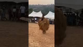 African Igbo Masquerade Dance. #africa #igbo #festival #masquerade #nigeria #shortvideo #shortfeed