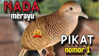 Download Lagu Perkutut lokal gacor nada merayu pikat nomor satu MP3