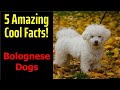 5 Fascinating Facts About Bolognese Dogs