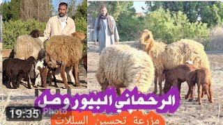 #انهيار #في #اسعار الاغنام الرحماني الوالده مجوز من داخل مزرعه المعلم احمد طلخان
