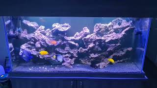 The Most Marine Angelfish in a Single Tank 22 dwarf and 2x large