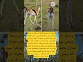 مشاهد نادرة ومؤثرة للغاية لأنثى غزالة في لحظة مخاض صعبة وسط الحياة البرية  اكسبلور المصحف