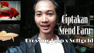 Strend Baru !! Crossbreed Fccp x Soft gold• Mencetak warna .U.N.I.K.
