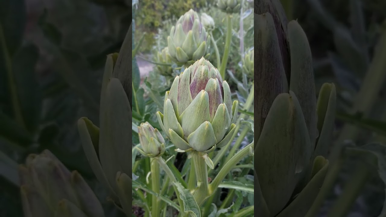Artichokes Growing Update 