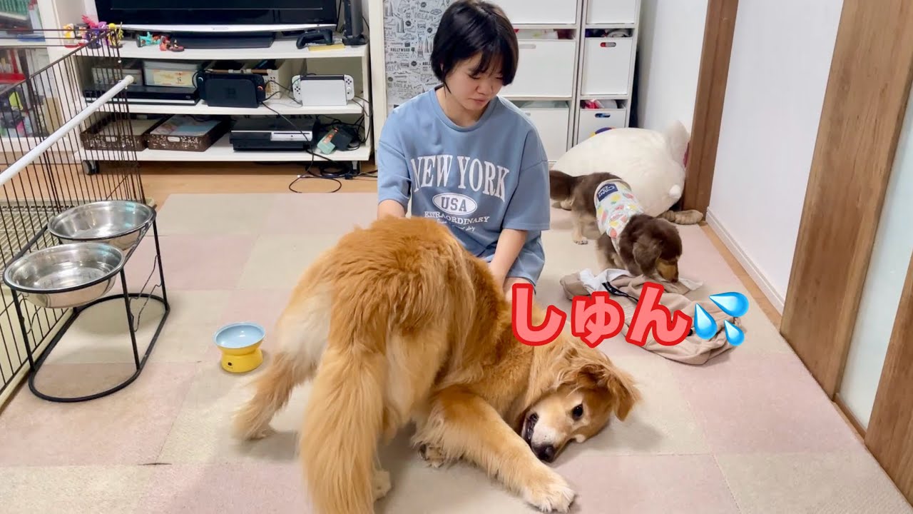 Cookie the large dog is devastated like it's the end of the world