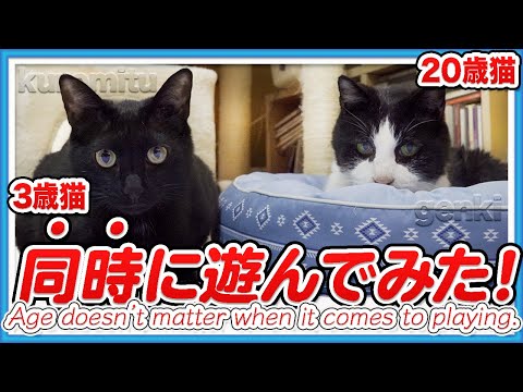 20歳猫と3歳猫、同時に遊んでみた。