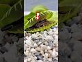 Carnivorous Plants Sleep Mode Carnivorous Plants Sleep Mode