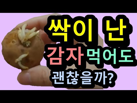 싹이 난 감자!!! 먹으면 어떡해?