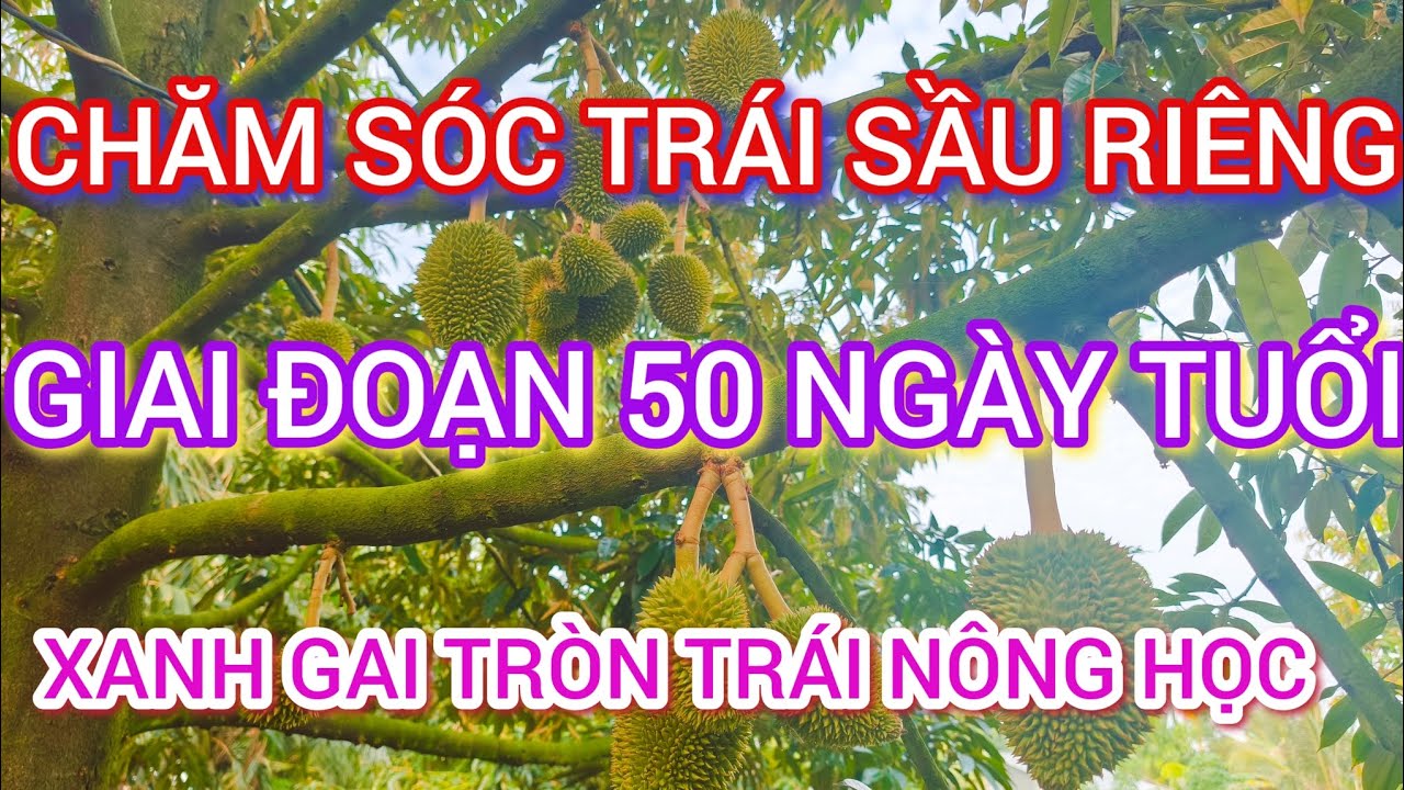 Chăm sóc trái sầu riêng thái giai đoạn 50 ngày tuổi mẫu trái đẹp xanh gai tròn trái không nấm bệnh