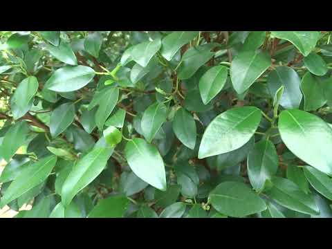 Video: Ficus Robusta (25 Foto's): Kenmerke Van Die Versorging Van Elastica Ficus Tuis. Wat Is Die Verskil Tussen Die Blom Van Rubberdraende Ficus In Die Natuur?