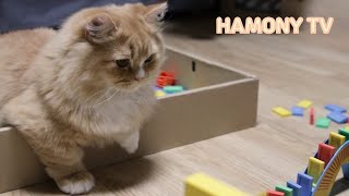 고양이와 함께하는 도미노게임 | 우리집에는 이상한 아이들이 있어요! | 먼치킨 숏레그 고양이 가족 - Munchkin short-legged cat family screenshot 5