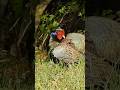 Wild Pheasant Preens