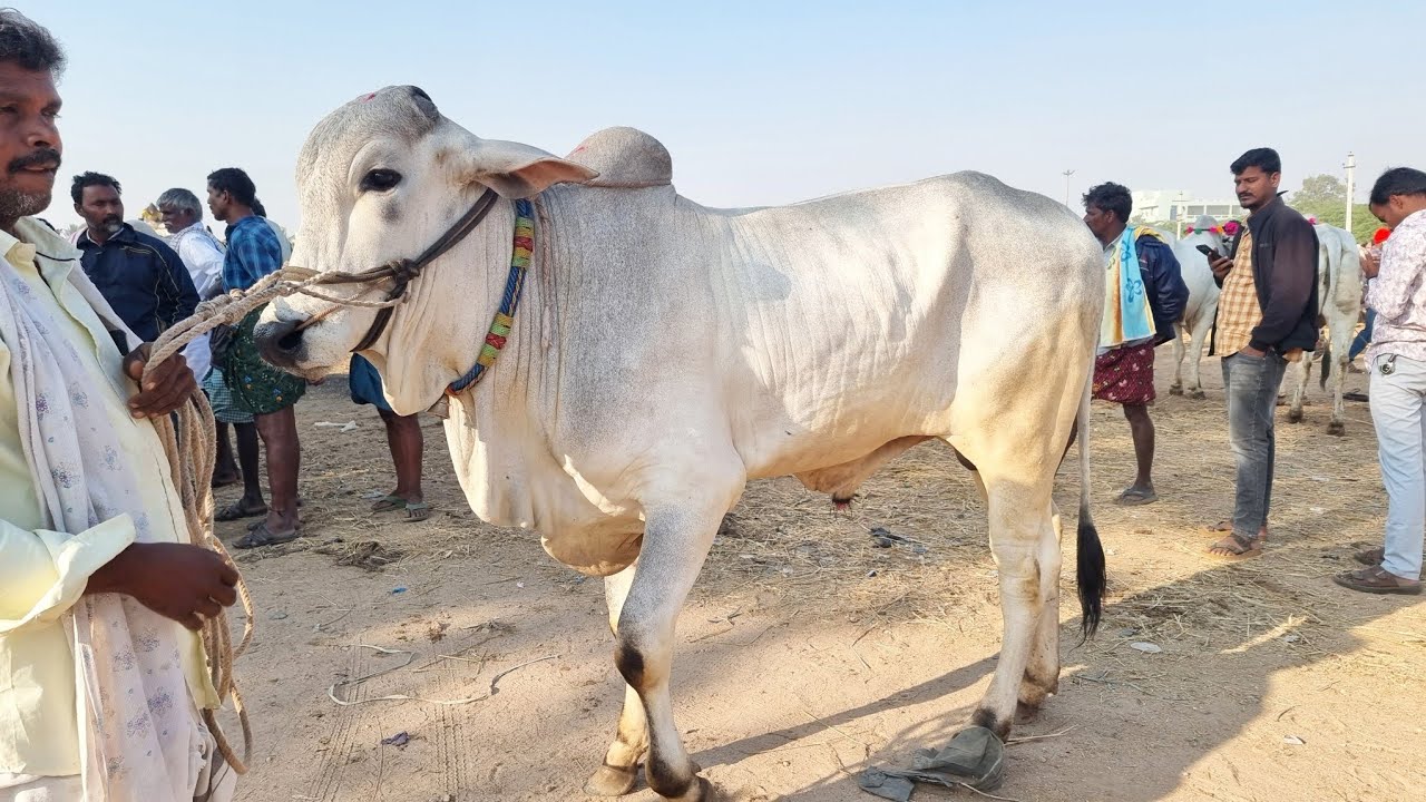 పెబ్బేరు సంతలో ఒంగోలు జాతి పాలపల్ల కోడె రేటు-pebbair bull market-pebbair cattle market-ongole bull
