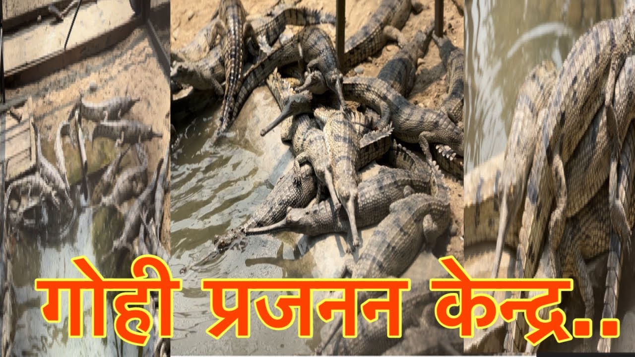 Crocodile Breeding Centre, Kasara, Chitwan, Nepal