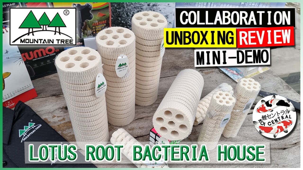 Дом бактерий на корнях горного дерева лотоса