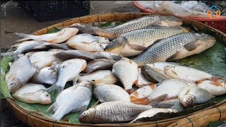 River fish and Natural lake fish /ត្រីទន្លេនិងត្រីបឹងធម្មជាតិមានលក់នៅផ្សារដើមគរ/natural fish market