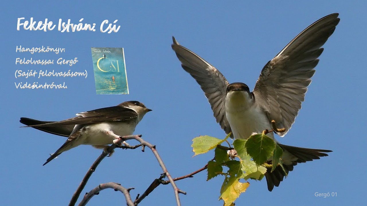 Fekete István - Csí - Hangoskönyv - Saját felolvasásomban.