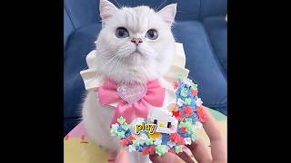 Have you ever seen such a considerate cat?