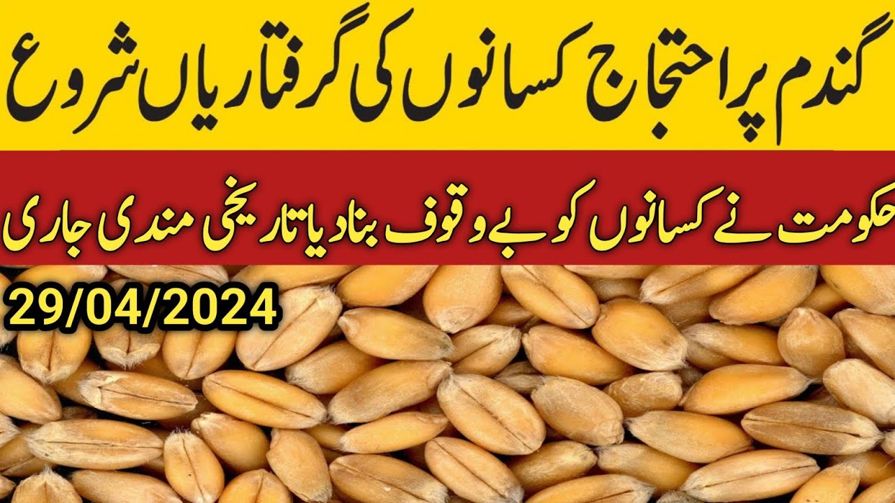 wheat price in pakistan today/today wheat rate/galla mandi rate today ...