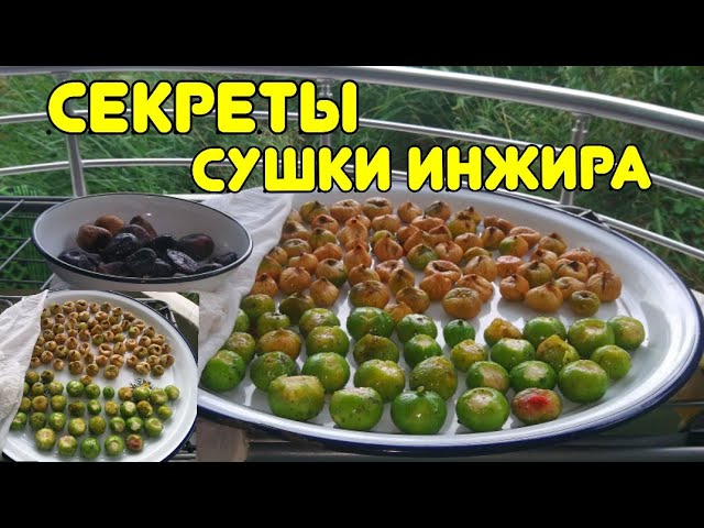 Так необычно турчанки СУШАТ ИНЖИР научила тётя из деревни.