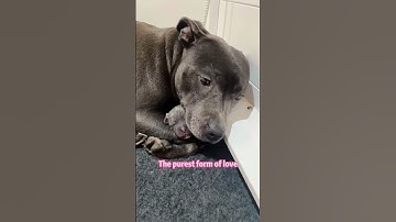 A mother’s love knows no species.❤️#motherlove #animals #love #wholesome #animallife #foryou #fyp