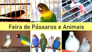 Feira de Pássaros do Cordeiro   #passaros #criarpassaros #feiralivre by DOCTV 7,600 views 3 weeks ago 14 minutes, 6 seconds