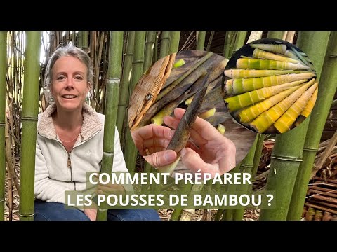 Vidéo: Qu'est-ce que les pousses de bambou - Utiliser des pousses de bambou comme légumes