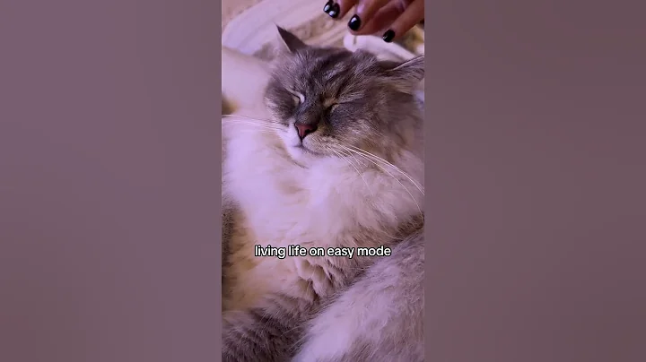 Video 7834751: siberian cat living, cat exploring