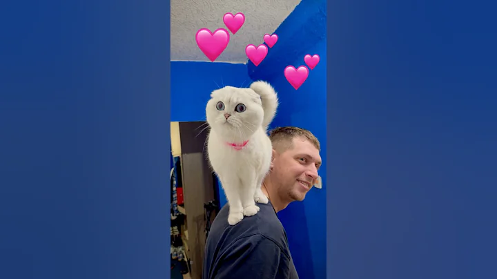 Video 10940941: cat kitten cutecat pets, kitten pets funny cutecat, cat kitten cutecat love, cat kitten cute pets, cute beautiful cats pets, cutecat kitten family