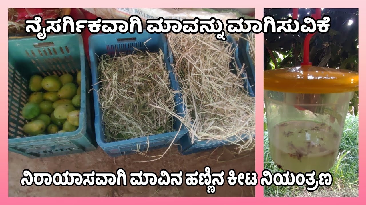 Natural ripening of mango and insect control using fruit fly trap - YouTube