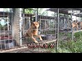 충격.. 진돗개로 가득 차 있는 개농장 | SHOCKING..Dog Farm Filled With Jindo Dogs, National Dog Of Korea