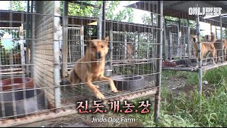 SHOCKING..Dog Farm Filled With Jindo Dogs, National Dog Of Korea
