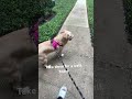They wanna go for a walk #lucy #patches #lucypatches#puppy 🐶🦮