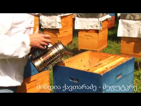 მეფუტკრეების განმარტებით, მავნებლის საწინააღმდეგო სამუშაოები ფუტკარზე ზემოქმედებას არ ახდენს