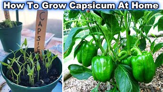 ... #easyhomegardening #bell pepper #growingorganicvegetables
#terracega...
