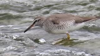 キアシシギ_7_鳴き声_多摩川_Grey-tailed Tattler_4K