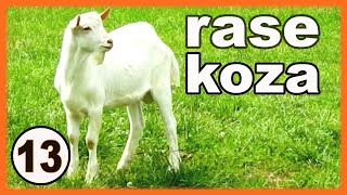 Goat breeds - goat farming for beginners